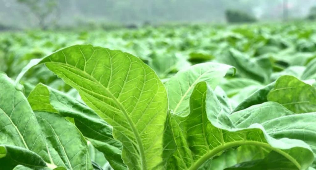Tobacco plants growing in Vietnam