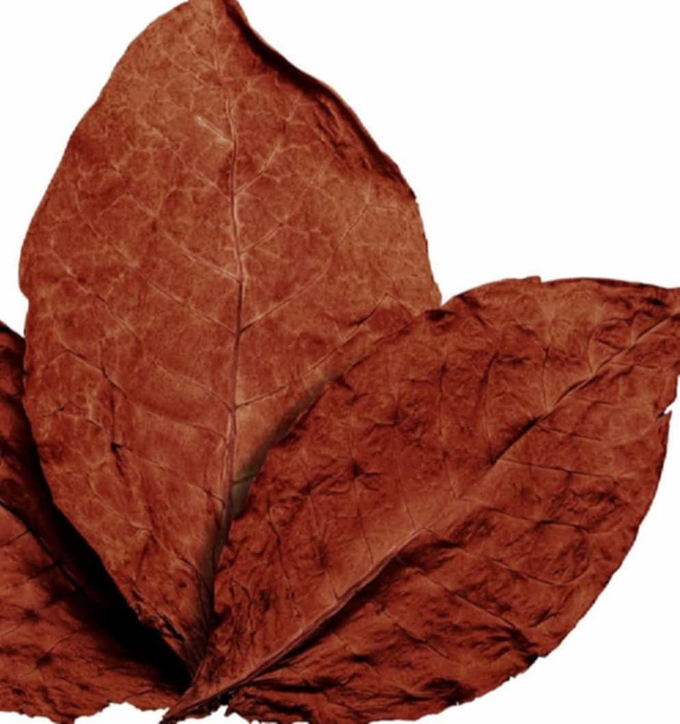 Close-up of a tobacco red leaf